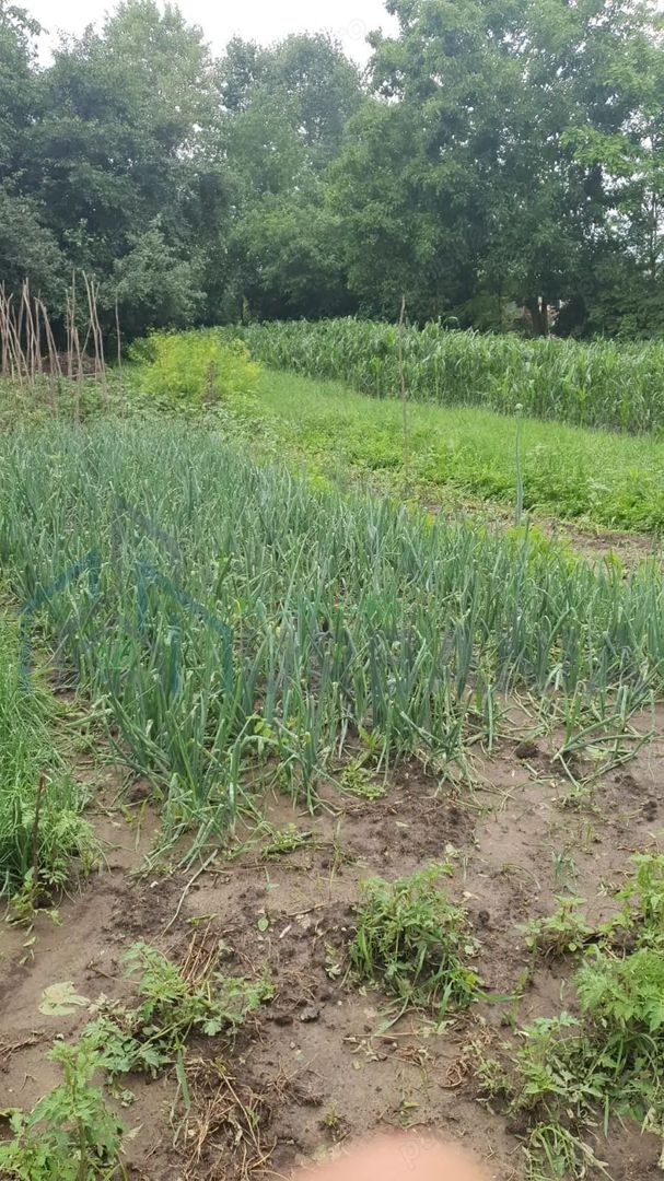 Casa de vanzare Luncasi - Poză 5