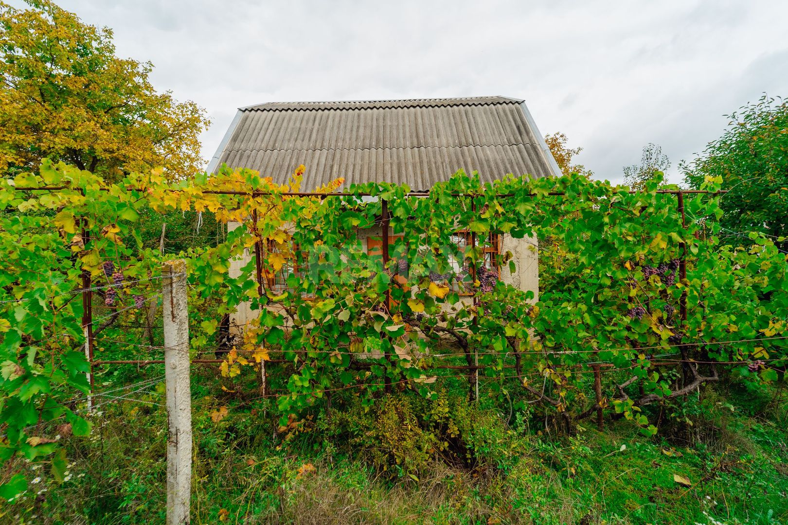 Lot pomicol de 6 ari în Ialoveni, cu construcție auxiliară. - Poză 12