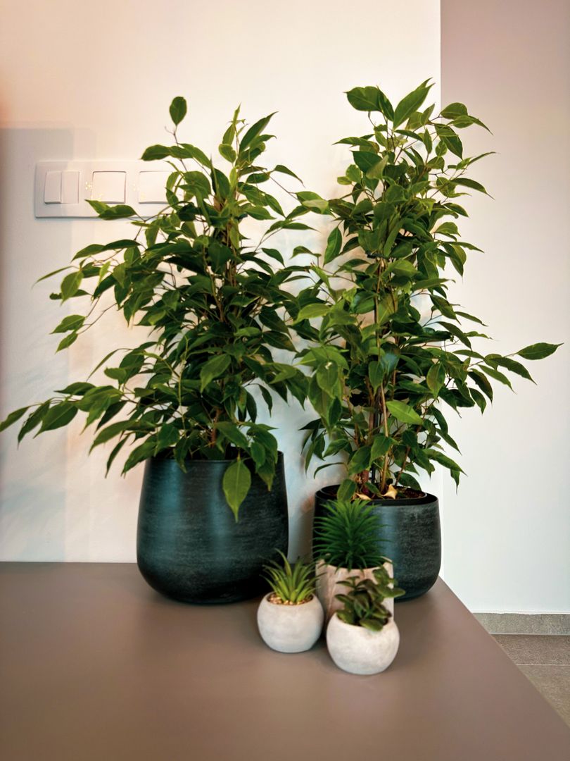 2 camere - Prima inchiriere - Denya Forest - Timisoara - Poză 18