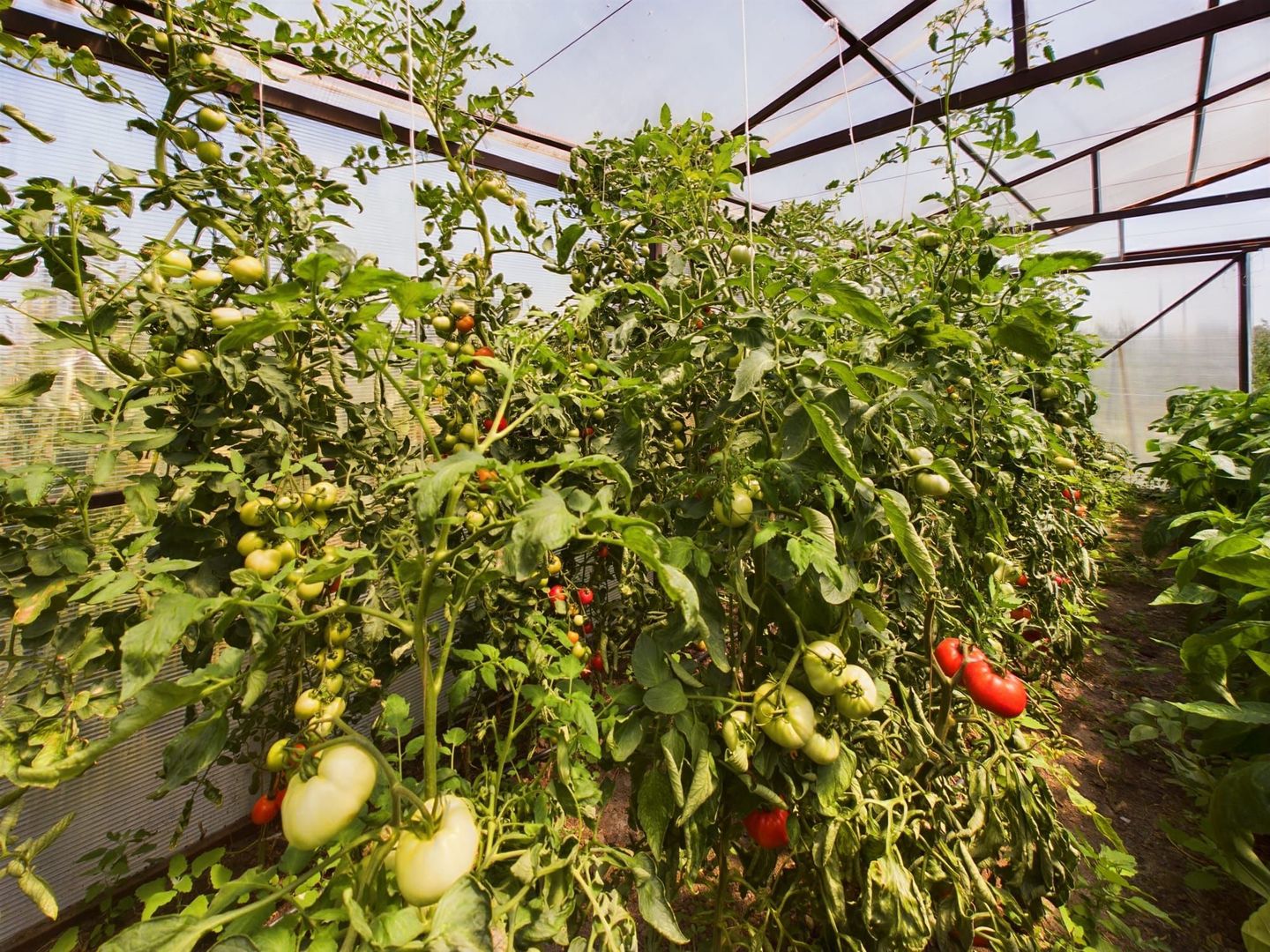 TEREN EXTRAVILAN  CU SOLAR IN GAI - Poză 16