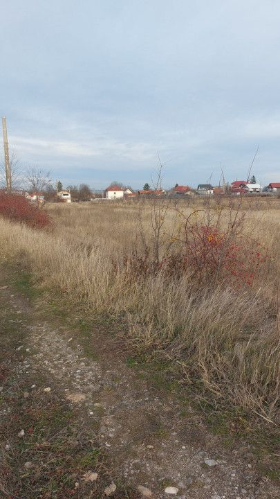 Oferta Teren Bradu - Poză 3