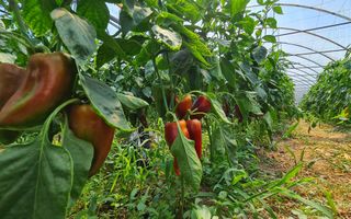 Afacere la cheie! Incasari din prima zi!!! - Poză 4