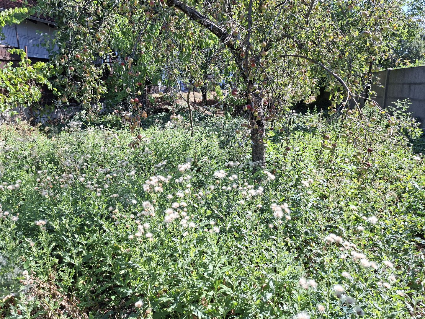 BRASADAS vinde casa cu 3 camere - Poză 15
