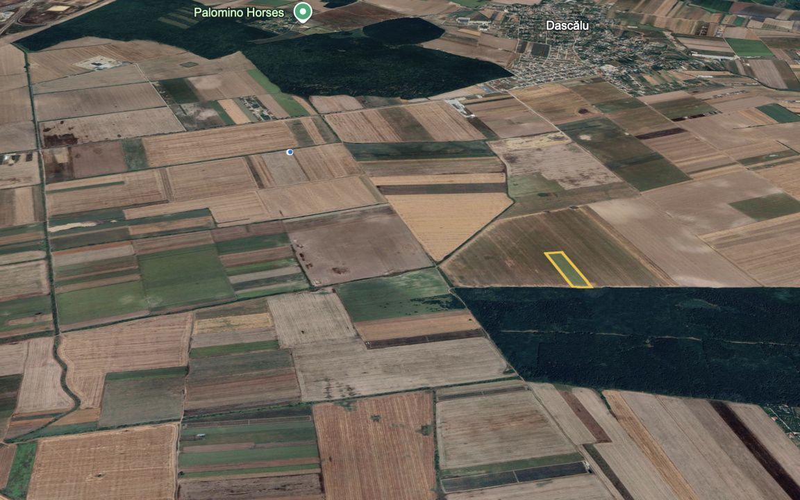 Teren mare Dascalu / Ilfov – lângă A0, deschidere la pădure - Poză 1