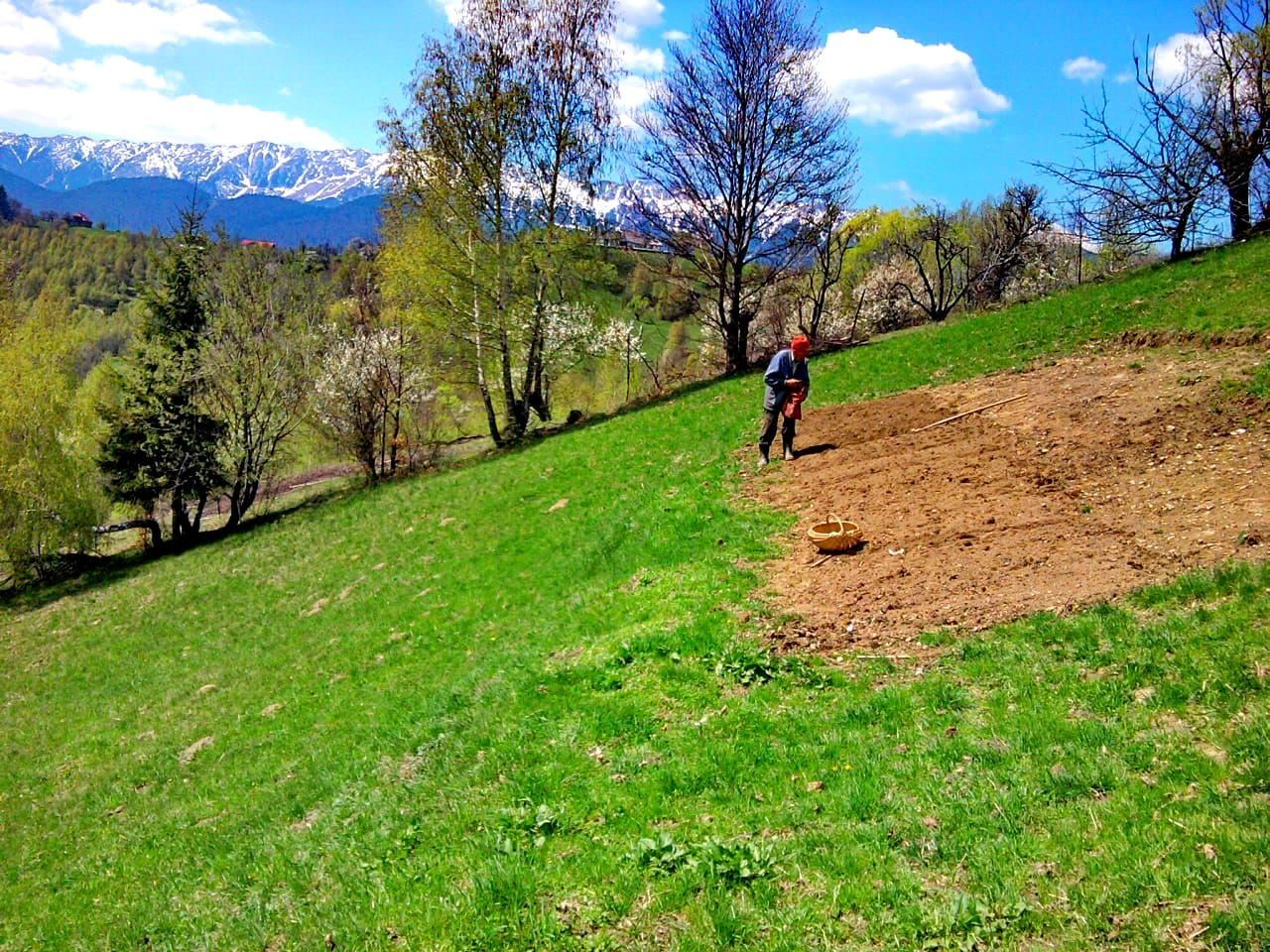 teren intravilan in zona Magura Bran - Poză 11