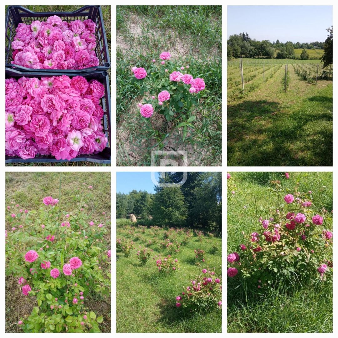 Ferma agricola, plantatii de mure, trandafiri, vita-de-vie - Poză 19