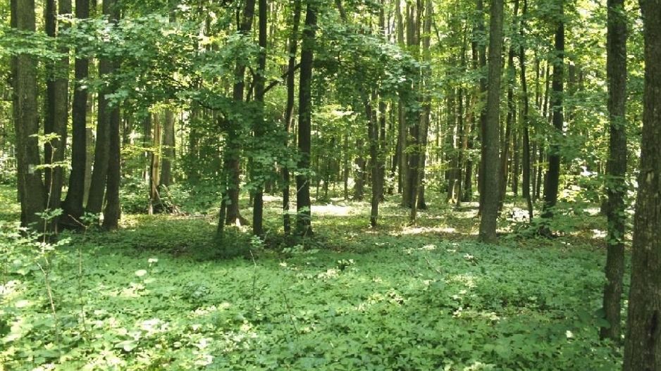 TUNARI - Centura Bucuresti, 16,7 Ha. teren (padure de peste 100 ani) - Poză 3