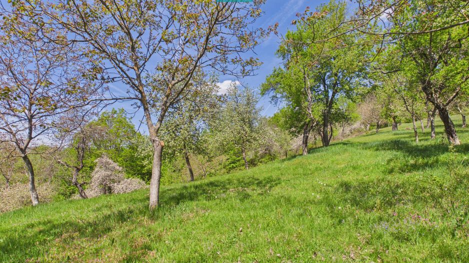 Proprietate rară cu 24.270 mp, în Măgulicea, Arad! - Poză 28