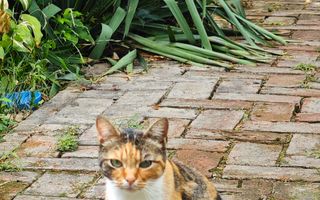 Apartament cu gradina, incalzire pardoseala. ZONA CONSULATELOR! - Poză 18