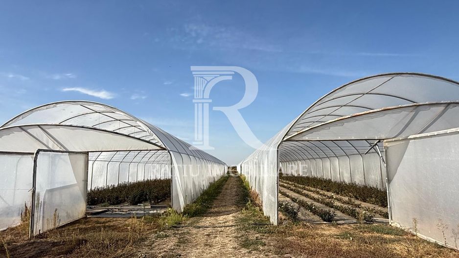 Teren intravilan agricol | 7029 mp | Satu Nou | Bihor - Poză 6