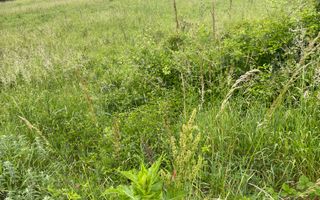 Super Oferta. Teren intravilan, Viisoara. - Poză 6