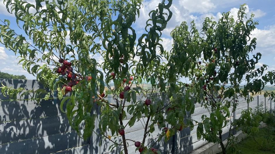 Casă parter 115 mp utili, 3 dormitoare, 2 băi, mobilată și utilată, Breazu–Iași - Poză 10