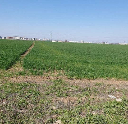 Teren in Dobroesti, Ilfov, Bulevardul Nordului, investitie. - Poză 11