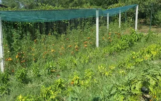 Casă P+M cu 1.558 mp teren, livadă și garaj | Barza, Gorj Comision 0%  - Poză 16