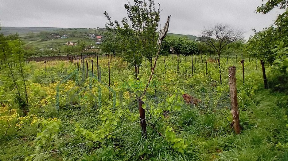 Casă cu grădină și anexe în Hoișești, la 20 minute de Iași - Poză 3