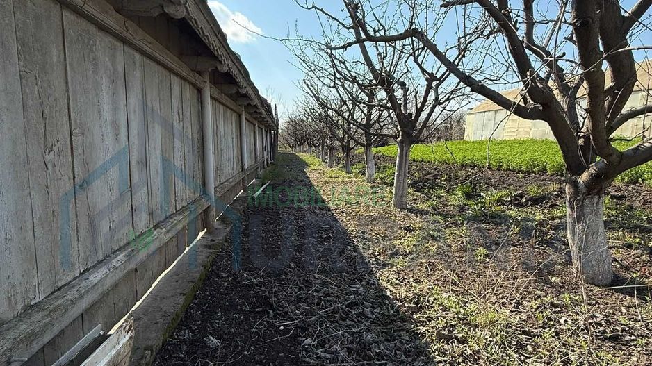 Teren cu seră și vie, Belcești, Iași - Poză 5