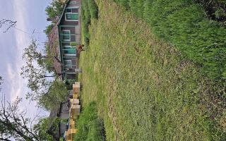Casă cu teren intravilan de 5000 mp, livadă tânără și vie productivă, în Roșu, comuna Răducăneni, județul Iași - Poză 8