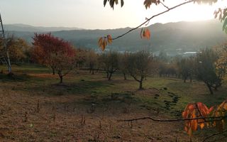 TEREN INTRAVILAN 10385 MP, MARCUS, CAMPULUNG - Poză 4