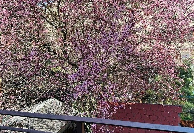 Casa cu 5 camere si garaj - la 100 ml distanta de lacul Grivita - Poză 8