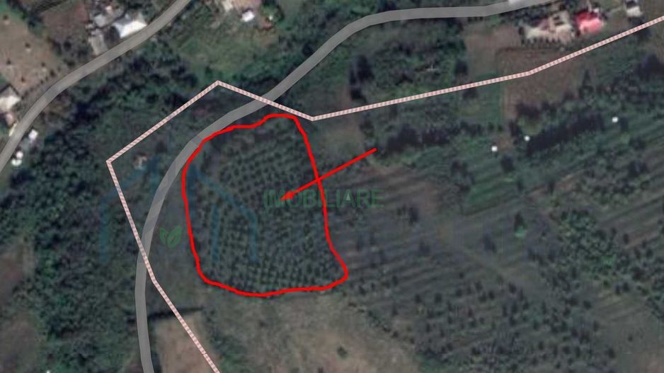 Livadă cu pomi fructiferi pe rod – teren extravilan - Poză 1