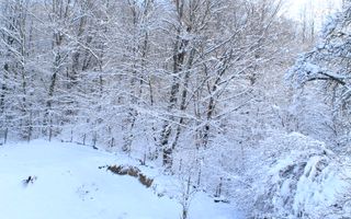 Proprietate rară | 4458 mp teren intravilan | Casă solidă, natură, liniște totală. | Bratca, Bihor. - Poză 53