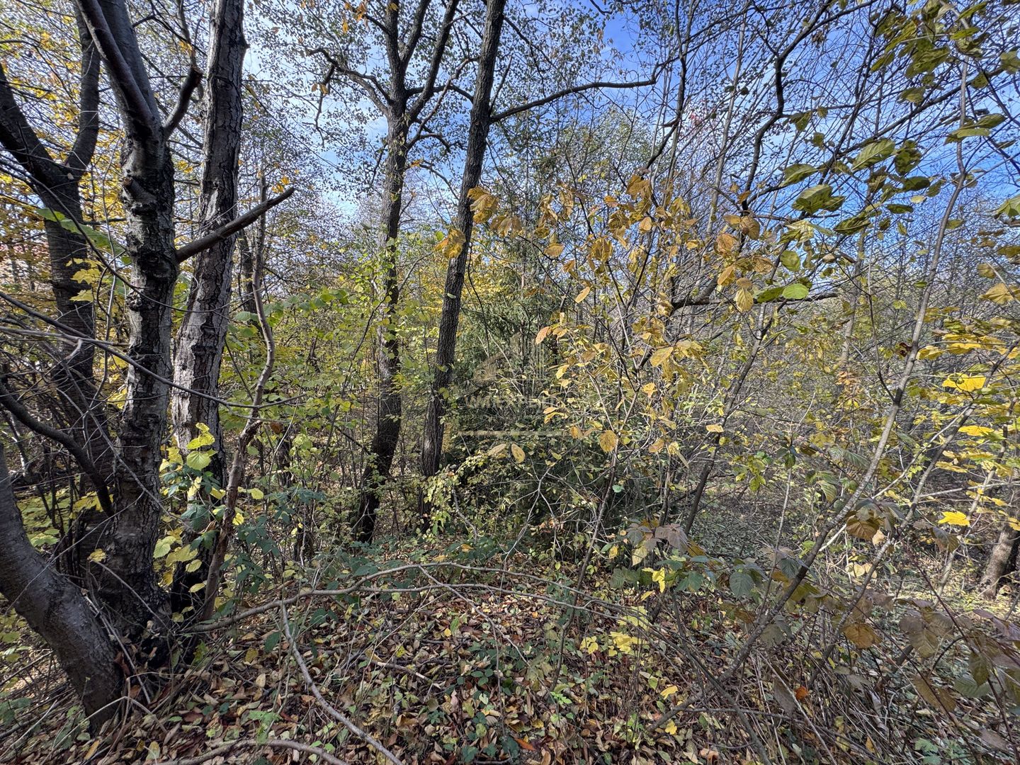 TEREN INTRAVILAN 13167 MP BUGHEA DE SUS ARGES - Poză 23