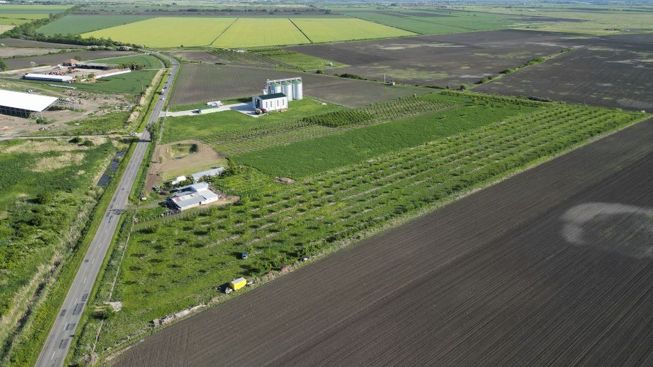Livadă de nuci și pruni 2.4ha în Variașu Mare - Poză 8