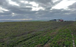 Teren 10.000 mp: 5.000 mp intravilan + 5.000 mp extravilan – Horlești - Poză 2