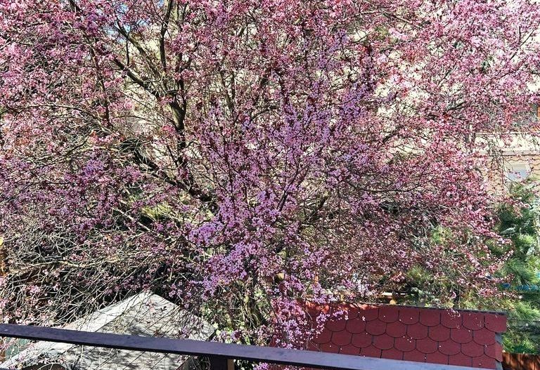 Vilă de vânzare | Bucurestii Noi | 5 camere | Garaj - Poză 9