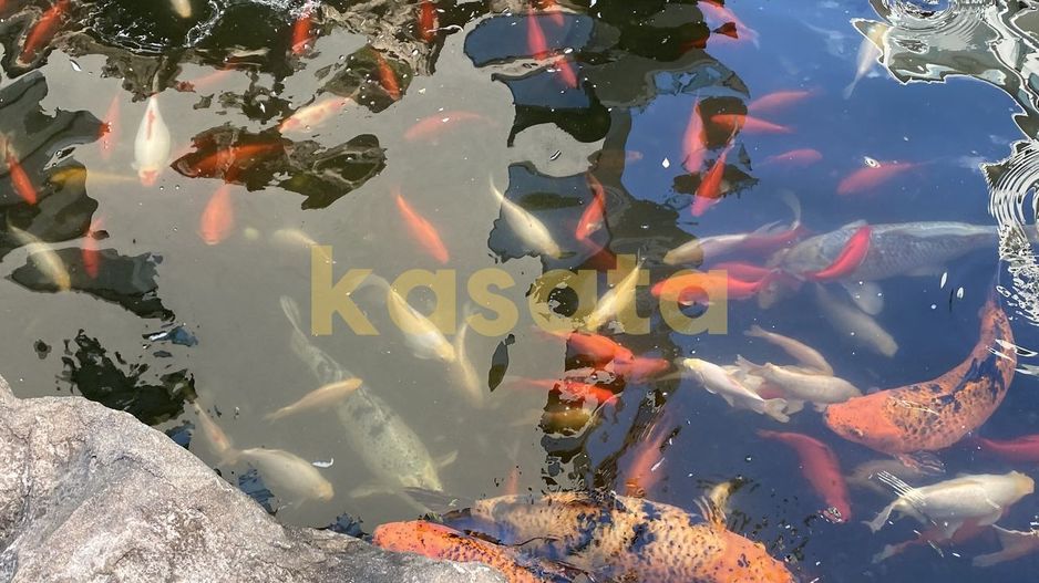 Garsonieră modernă de închiriat – North Lake Herăstrău - Poză 4