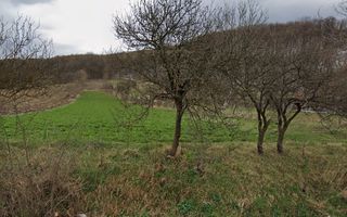 Vanzare Teren - Comuna Beresti-Tazlau, sat Bosoteni - Poză 2