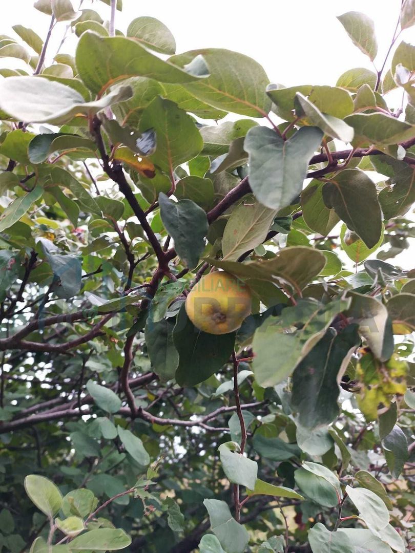 Teren 3,3 ha pentru viață la natură – livadă, liniște, Strunga Iași - Poză 6