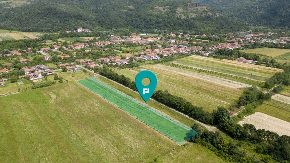 Livadă pe rod cu pomi fructiferi 4780mp la Dezna - Poză 1