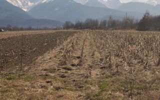 Teren extravilan de vanzare - Arpasul de Sus - Poză 5