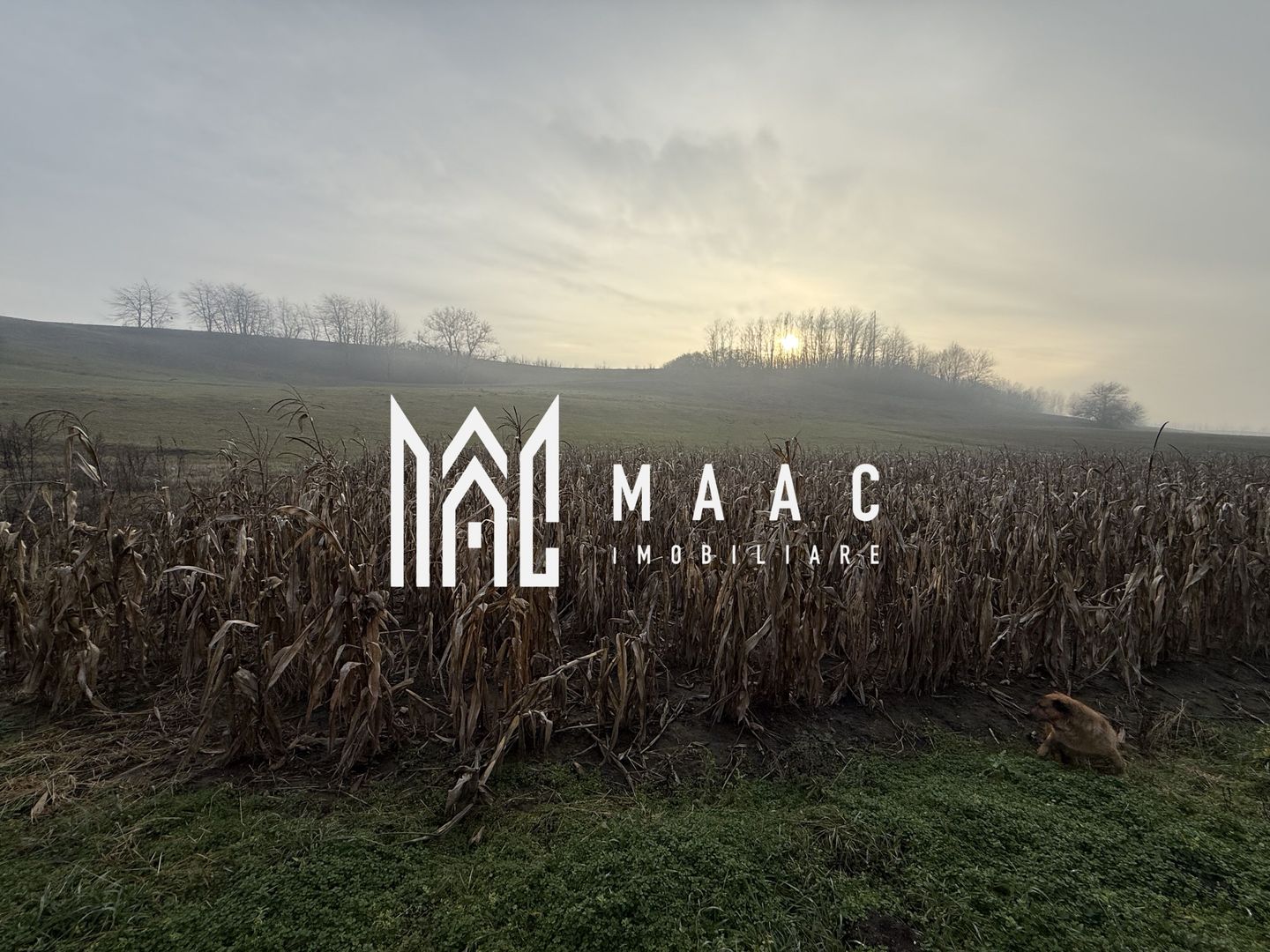 Casa individuala | 3502 MP | Utilitati | Miercurea Sibiului - Poză 16