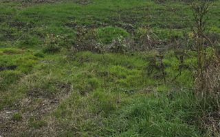 1 DECEMBRIE - TEREN 2500 MP - Poză 1