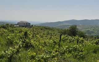 Teren intravilan de vânzare în Tomesti-Goruni – parcele de 700 mp și 3000 mp - Poză 3