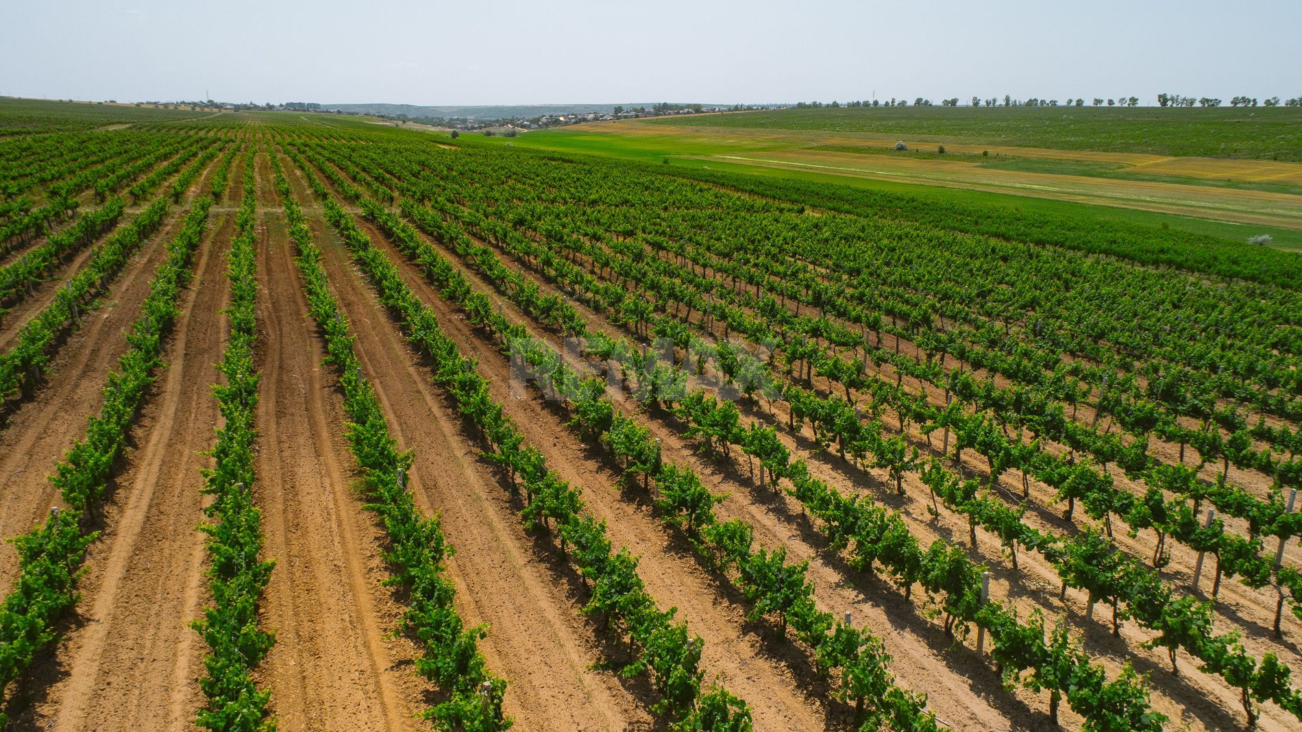 Complex Vitivinicol de Referință în Sudul Moldovei | 206 ha teren agricol | Investiție strategică - Poză 21