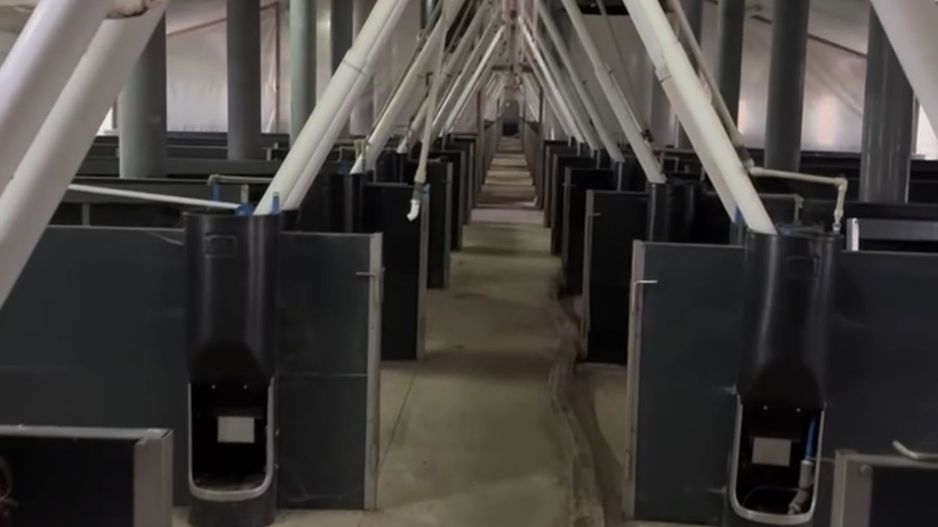 De Vânzare: Hală Modernă pentru Creșterea Porcilor – Complet Automatizată - Poză 5