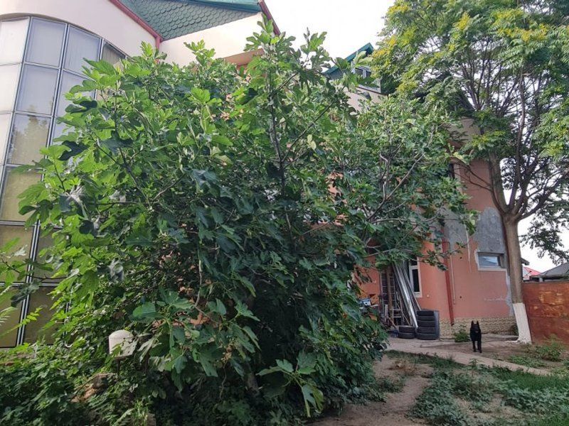 Vila cu piscina, 950  mp teren -  Piata Centrala, str. Posta Veche - Poză 2