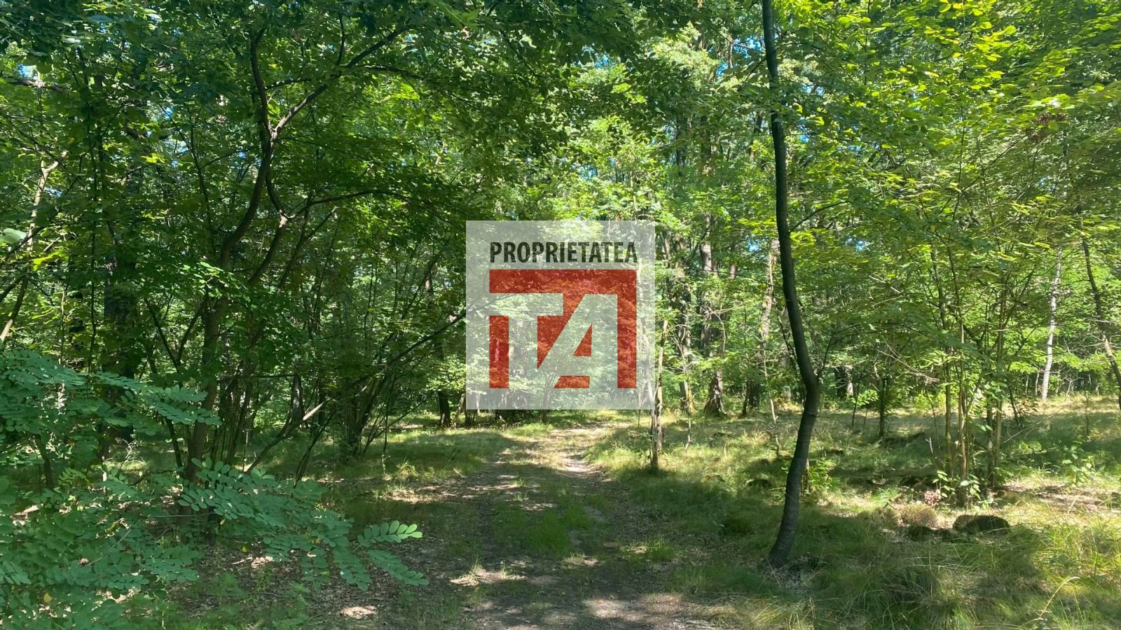 Padure Lapusel 48 ari - Poză 6