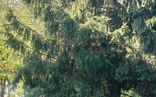 Apartament 4 camere. Zona Covasna. Intre Bld. Obregia si Bld. Brancoveanu. - Poză 5