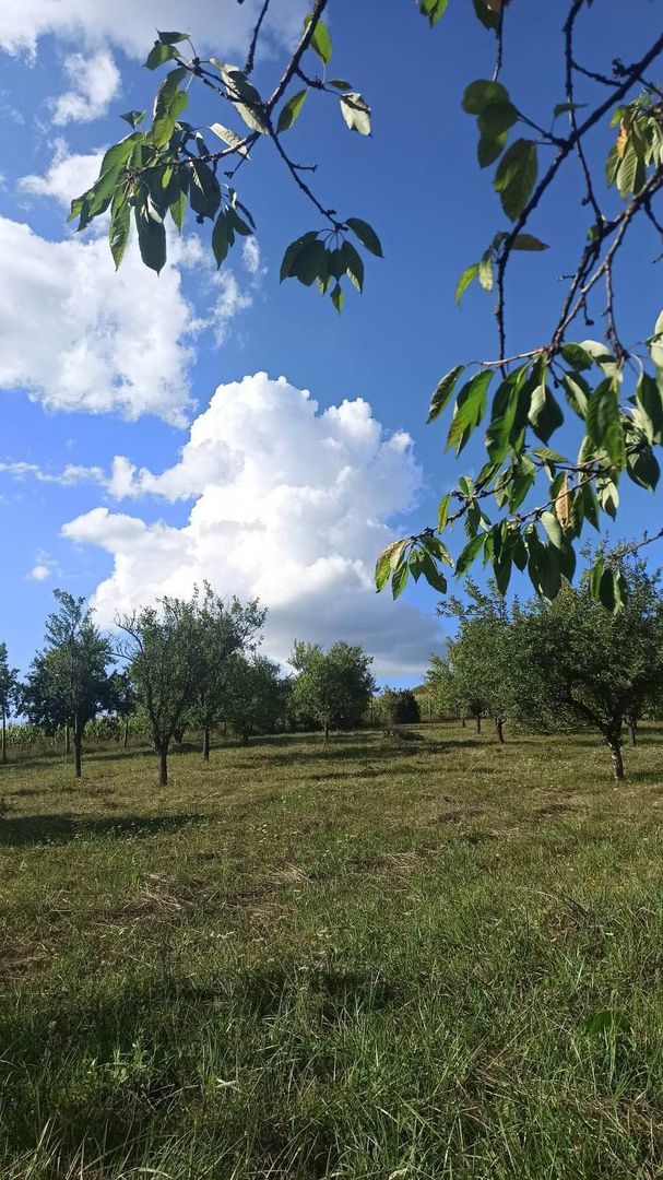 Tren si casa de vacanta in Panticeu - Poză 2