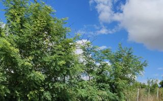 Teren Intravilan Marasesti, Vaslui - Poză 3
