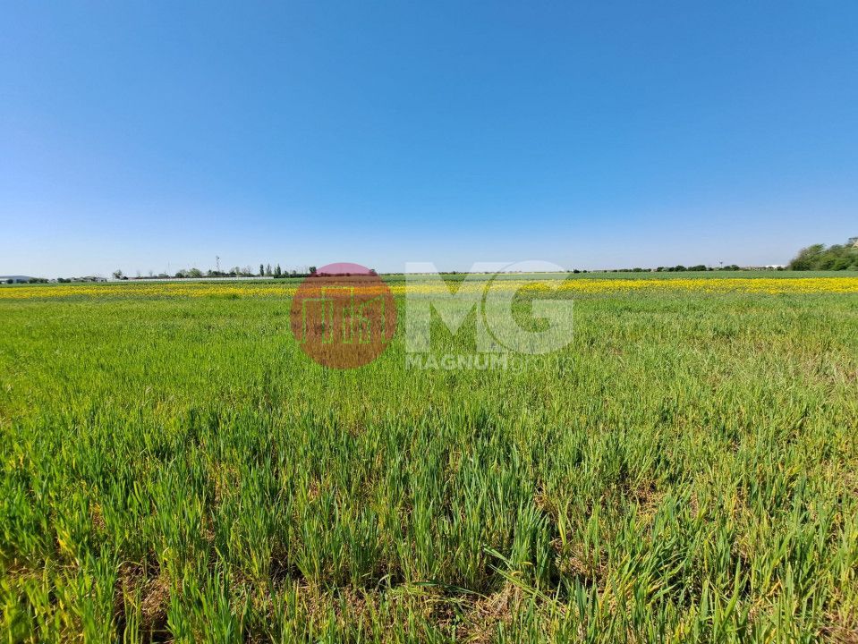 Teren de vanzare in Magurele Ifov Centura Bucuresti - Poză 3