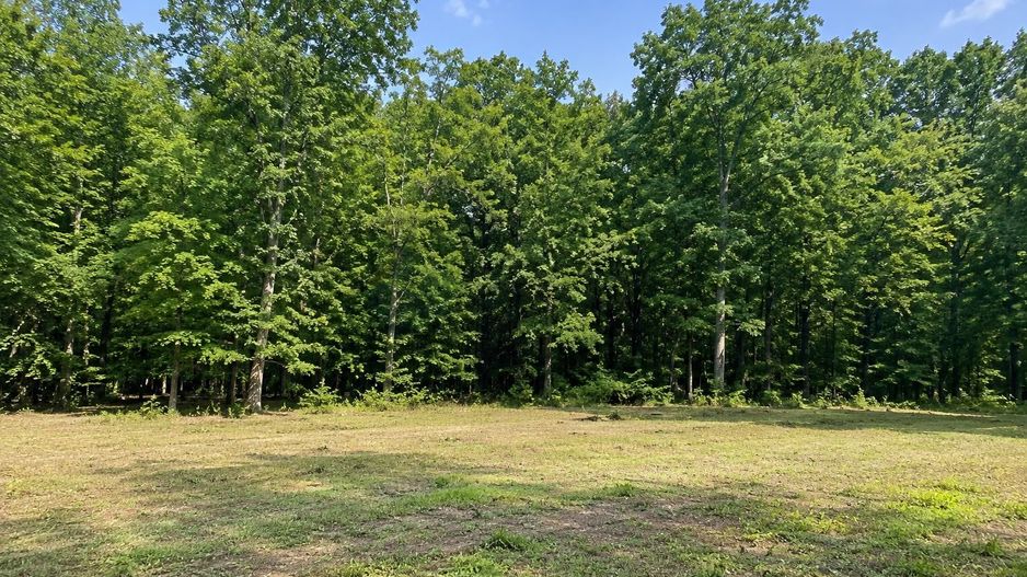 TEREN PREMIUM DE VÂNZARE | TUNARI – PRIMA LINIE LA PĂDURE - Poză 1