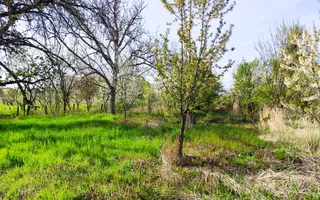 Casa la tara, gaz, acces auto, teren 4122 mp – Petid, Bihor – VANZARE - Poză 15