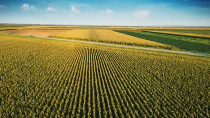 Teren agricol comasat- 260ha- jud Satu Mare- 10500 euro/ha- comision 0 - Poză 1