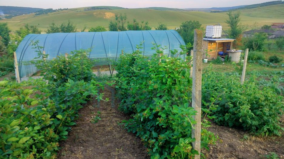 Teren intravilan de 1550 mp în localitatea Buznea, strada Corneliu Coposu - Poză 2