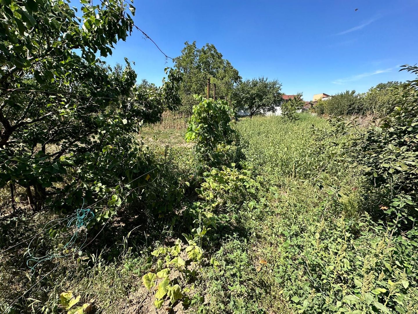 Casa cu teren 1394 mp zona Mehala - Poză 1